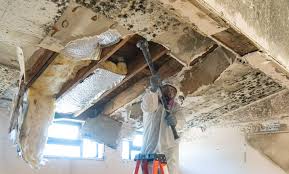 Best Basement Mold Removal  in Coldstream, KY